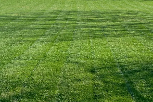 Lawn Maintenance Lawn Maintenance