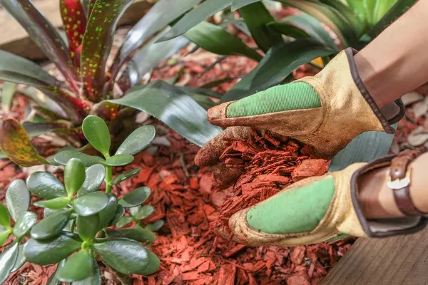 Mulching Mulching