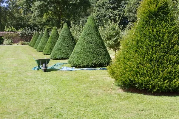 Tree Trimming Tree Trimming