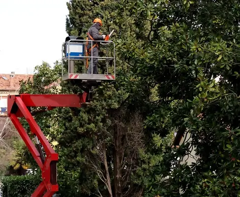 Quality Tree Trimming Service in Waxhaw, NC