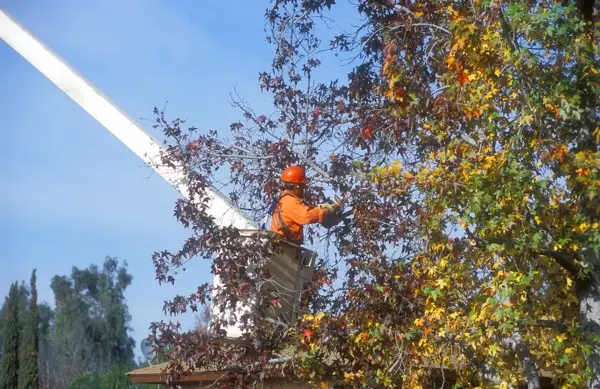 Tree Trimming Service in Waxhaw, NC