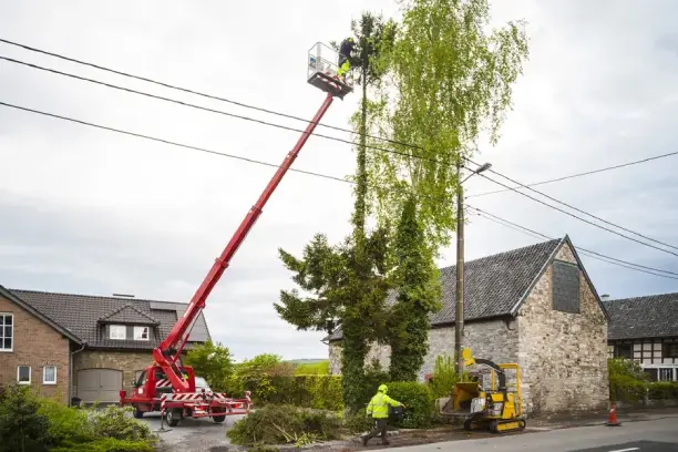 What Is Tree Trimming in Waxhaw, NC
