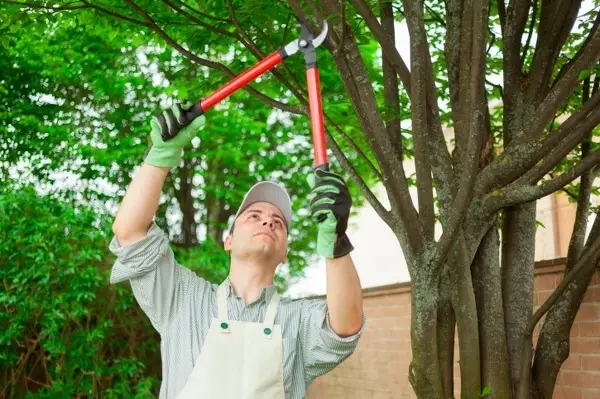 What Is Tree Trimming in Waxhaw, NC