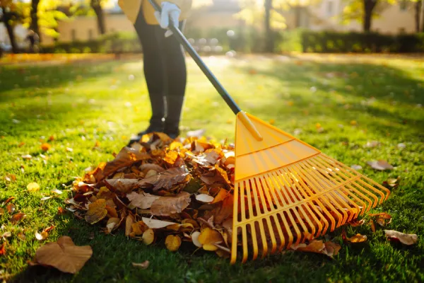 Leaf Cleanup Leaf Cleanup