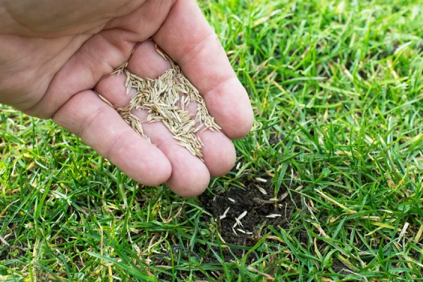 Overseeding Overseeding